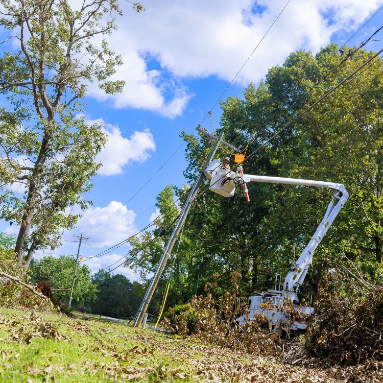 Arborist service in Atlanta, GA Arborist service in Atlanta, GA