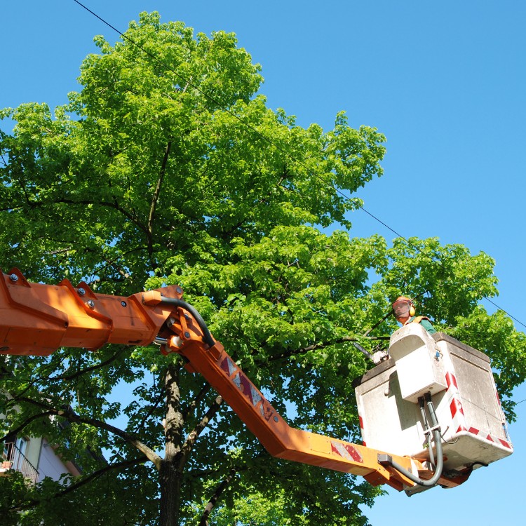 Arborist service in Atlanta, GA Arborist service in Atlanta, GA