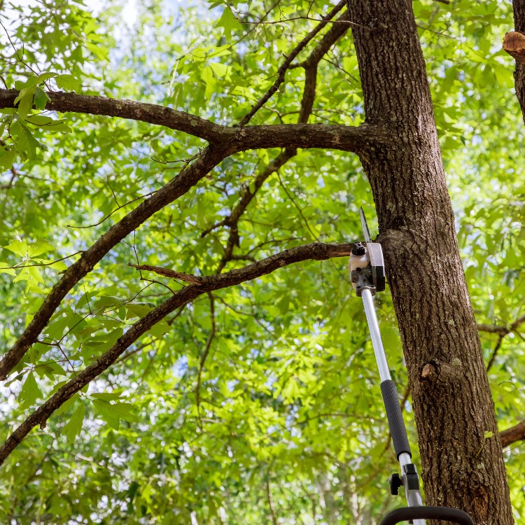 Arborist service in Atlanta, GA Arborist service in Atlanta, GA