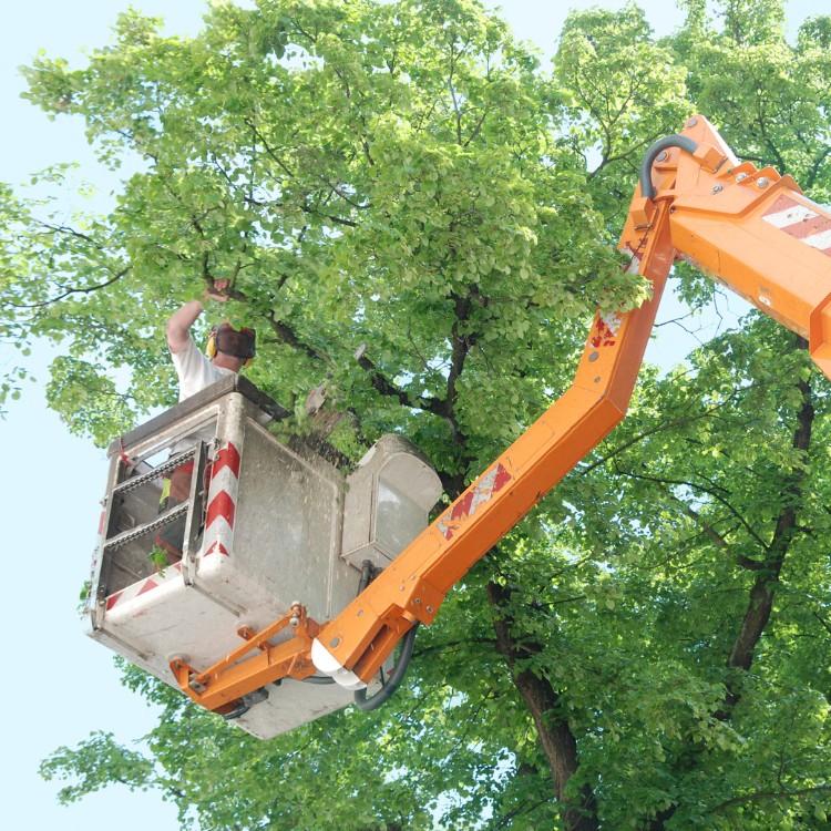 Arborist service in Atlanta, GA Arborist service in Atlanta, GA